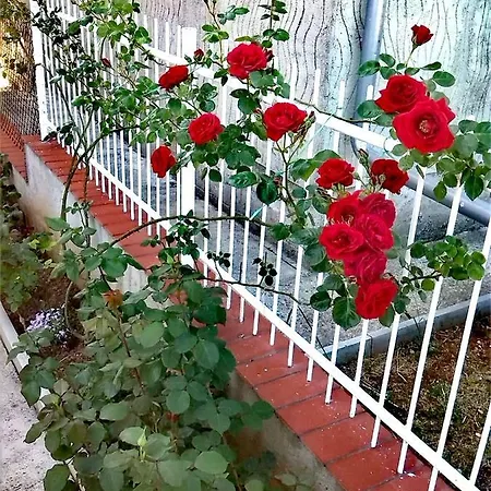 Tena *
