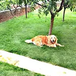 Tena